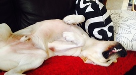 Timeline: Sami's Awesome Timeline