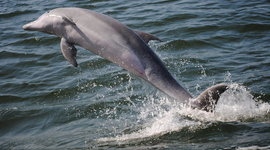 Timeline: Civil Rights Timeline