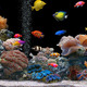 Colorful tropical fish backgrounds