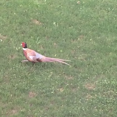 Timeline: Un Timeline de RHirnie