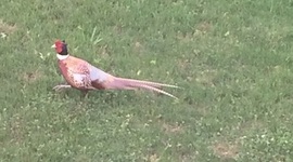 Timeline: Un Timeline de RHirnie