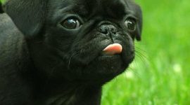 Timeline: American Revolution - Jacob Stoffel