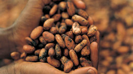 Timeline: History of Chocolate