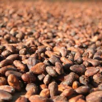 Timeline: History of Chocolate