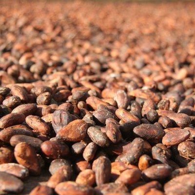 Timeline: History of Chocolate