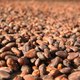 Cacao bean
