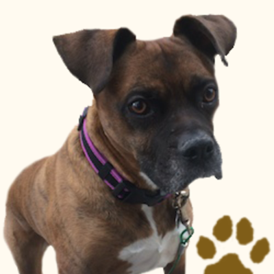 Timeline: History of the Hooch