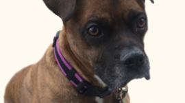 Timeline: History of the Hooch