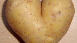 Timeline: Potatoes