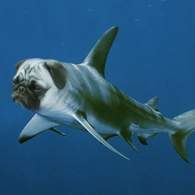 Timeline: Inppropriate Boomerang