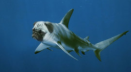 Timeline: Inppropriate Boomerang