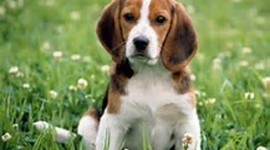 Timeline: Civil Right Timeline