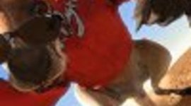 Timeline: Kangaroo Jack