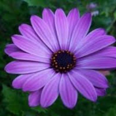 Timeline: Biografia de Nicole Montiel