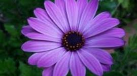 Timeline: Biografia de Nicole Montiel