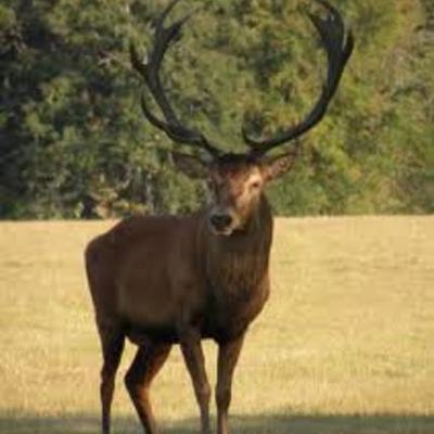 Timeline: cole's life