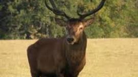 Timeline: cole's life