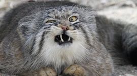 Timeline: Railroads of the Industrial Revolution