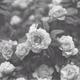 Imagesftg6dayi