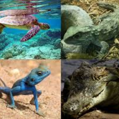 Timeline: Reptiles - K-W-L Chart