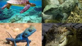 Timeline: Reptiles - K-W-L Chart