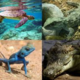Reptiles 1