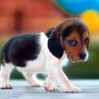 Timeline: yesica piñeros