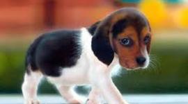 Timeline: yesica piñeros