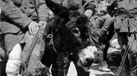 Timeline: John Simpson Kirtpatrick: Biography