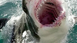 Timeline: My Educational Timeline