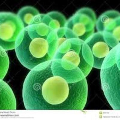 Timeline: Teoría Celular