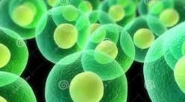 Timeline: Teoría Celular