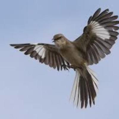 Timeline: Main Events of To Kill a Mockingbird