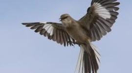 Timeline: Main Events of To Kill a Mockingbird