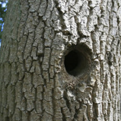 Timeline: To Kill a Mockingbird