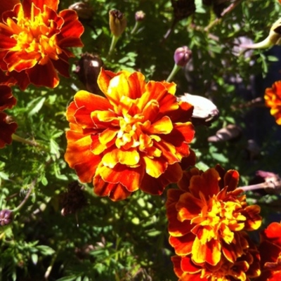 Timeline: Air Pollution