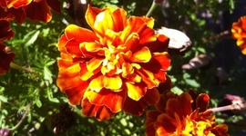 Timeline: Air Pollution