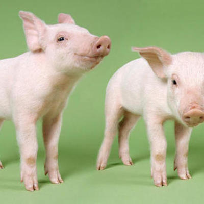 Timeline: The history of Cloning