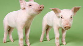 Timeline: The history of Cloning