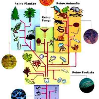 Timeline: Taxonomía