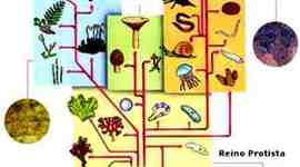 Timeline: Taxonomía