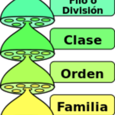 Timeline: La clasificación: sus orígenes
