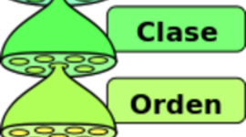 Timeline: La clasificación: sus orígenes