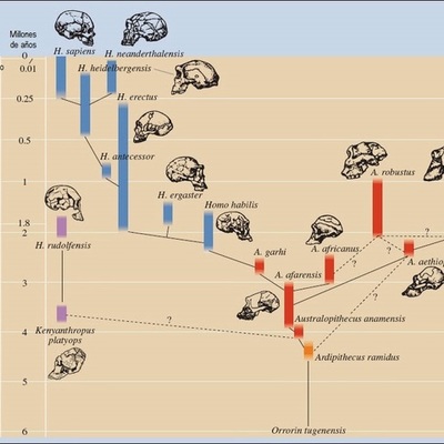 Timeline: Evolución Humana