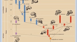 Timeline: Evolución Humana