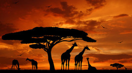 Timeline: Episoder i Afrika