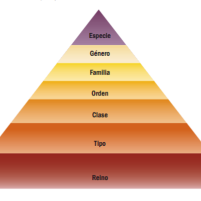 Timeline: La clasificación de los seres vivos : sus orígenes
