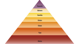 Timeline: La clasificación de los seres vivos : sus orígenes