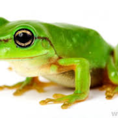 Timeline: A frog life cycle