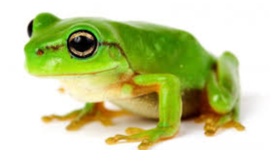Timeline: A frog life cycle